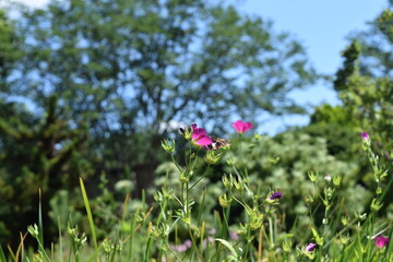 A butterfly on a pink flower