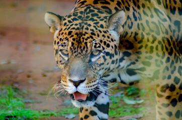 Beautiful animals photographed in a zoo in Brazil with natural light.