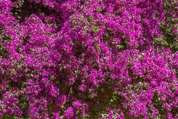 Bougainvillea