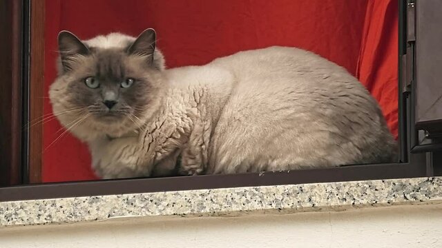 Close-up of Birman cats. Sacred Cat of Burma with blue eyes. Beautiful long-haired young cat at window home. Domestic animals in the house. Fluffy kitten laying comfortable.