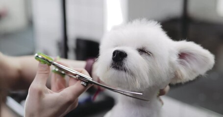 Maltese dog. Animal care.