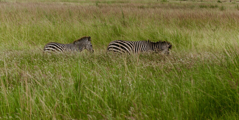 Fototapeta na wymiar Zebras in the grass in Mikumi National Park morogoro Tanzania