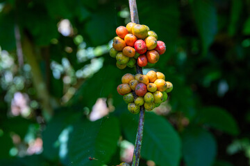 Coffee plant berries on branch closeup photo. Green and red berries on tree branch. Coffee plantation