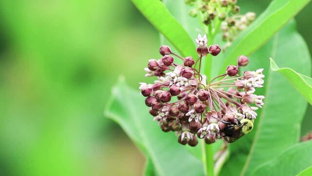 Bumblebee, Bombus, on Common Milkweed, Asclepias syriac,  right side