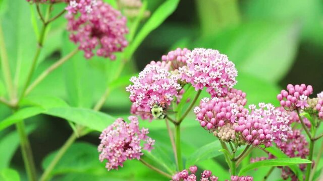 Bumblebee on top of Swamp Milkweed, a beautiful pink pollinator flower with complimentary colors on green 