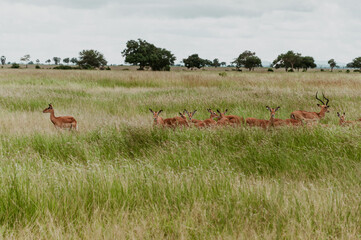 herd of deer in a field