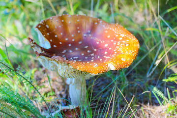 Fly Agaric Toadstool,Amanita Muscaria,poisonous mushroom,Death cap or toadstool