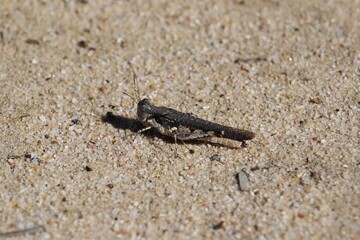 Grasshopper on sand, South Australia