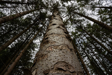 Fototapeta premium looking up at Sitka Spruce pine tree in a planted forest farm