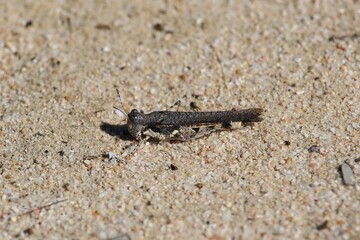 Grasshopper on sand, South Australia