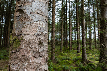 Close up on Sitka Spruce pine tree trunk in a planted forest farm