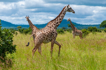 a tower of giraffes in the savannah