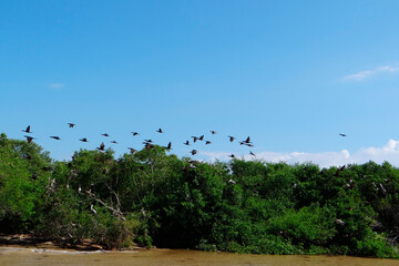 Birds Flying over Mangroves. Blue Sky