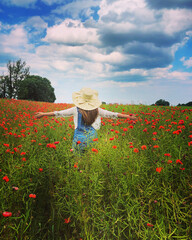 field of poppies