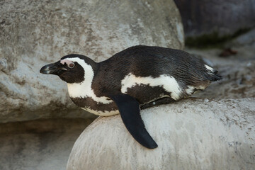 Fototapeta premium African Penguin (Spheniscus demersus).