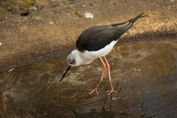 Black-winged stilt, (Himantopus himantopus).