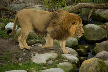 Obraz premium Asiatic lion (Panthera leo leo).