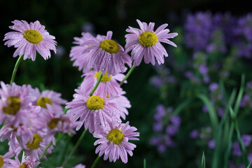 Beautiful summer garden flowers close-up.