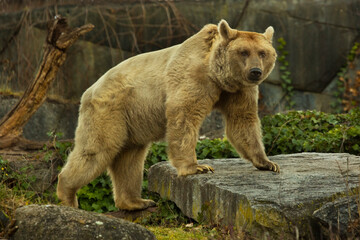 Naklejka na ściany i meble Brown bear (Ursus arctos).