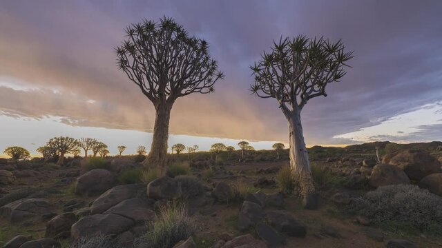 4K, 10BIT, YUV422 timelapse of colorful burning clouds and rain over Quiver tree in sunset,Namibia,Africa