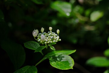 粒の実とつぼみの花のカシワバアジサイ
