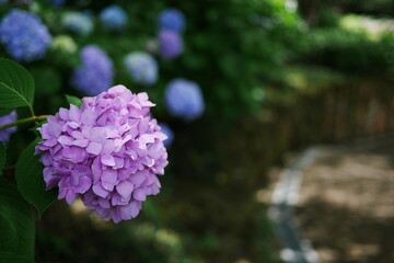 ピンクのアジサイと背景ボケのアジサイ
