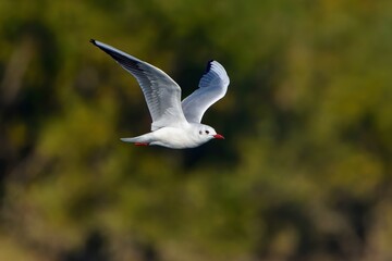 グリーンバックに優雅に飛ぶユリカモメ