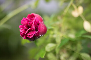 Obraz premium Beautiful summer garden flowers close-up.