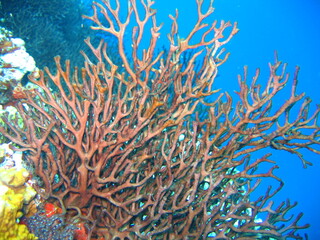 Fototapeta na wymiar coral cuerno de alce