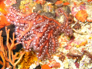 coral blando