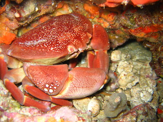 cangrejo gigante