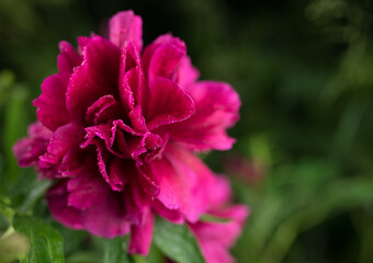 Beautiful summer garden flowers close-up.