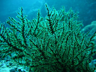 Fototapeta na wymiar coral blando