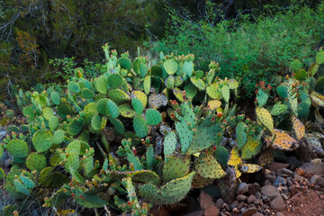 prickly pear cacti