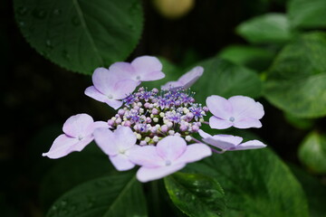 満開のベニガクアジサイ
