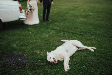 dog at a wedding photo 