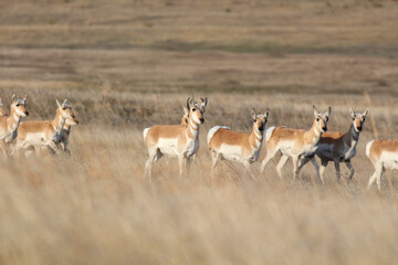 Fototapeta na wymiar Nebraska Antelope