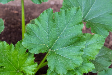 Close up of a single leaf of a zucchini plant growing in a garden