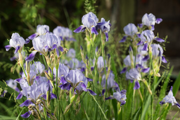 Beautiful summer garden flowers close-up.