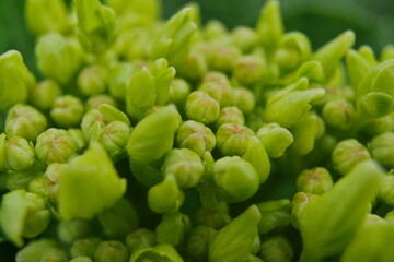 開花し始めたのアジサイのマクロ
