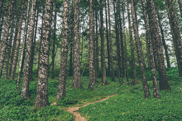 trees in the woods