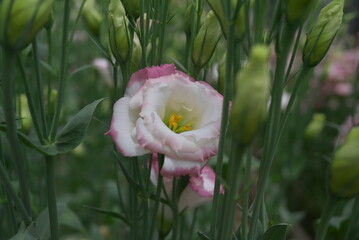 縁がピンクの白い花の接写
