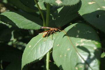 Japanese paper wasp with a black back is resting on a rose leaf.