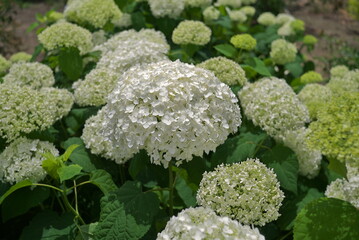 たくさんのアジサイの中の白いアジサイ
