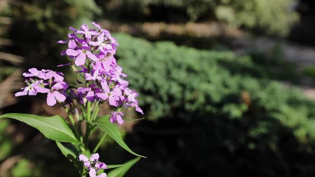 Beautiful summer garden flowers close-up.