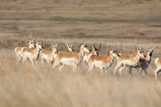 Antelope Herd