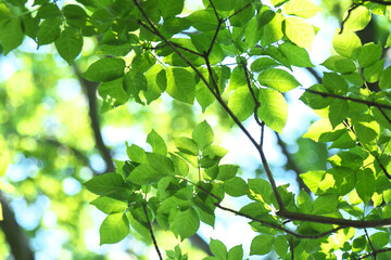 新緑と木漏れ日