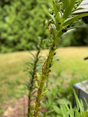 Close up view of damaged orange Asiatic lilies in a garden which have been eaten by slugs and other pests, with bug droppings visible