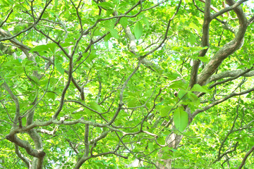 Fototapeta na wymiar 木と緑