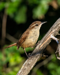 Carolina Wren
